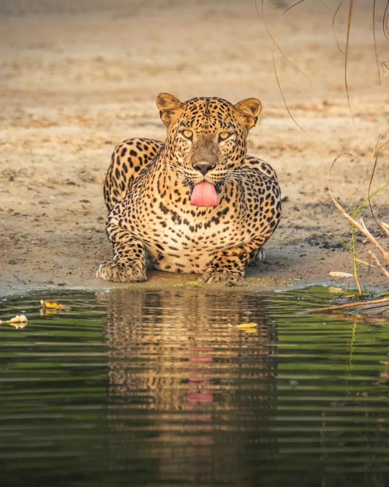 Train journey north and Wilpattu wildlife scenery