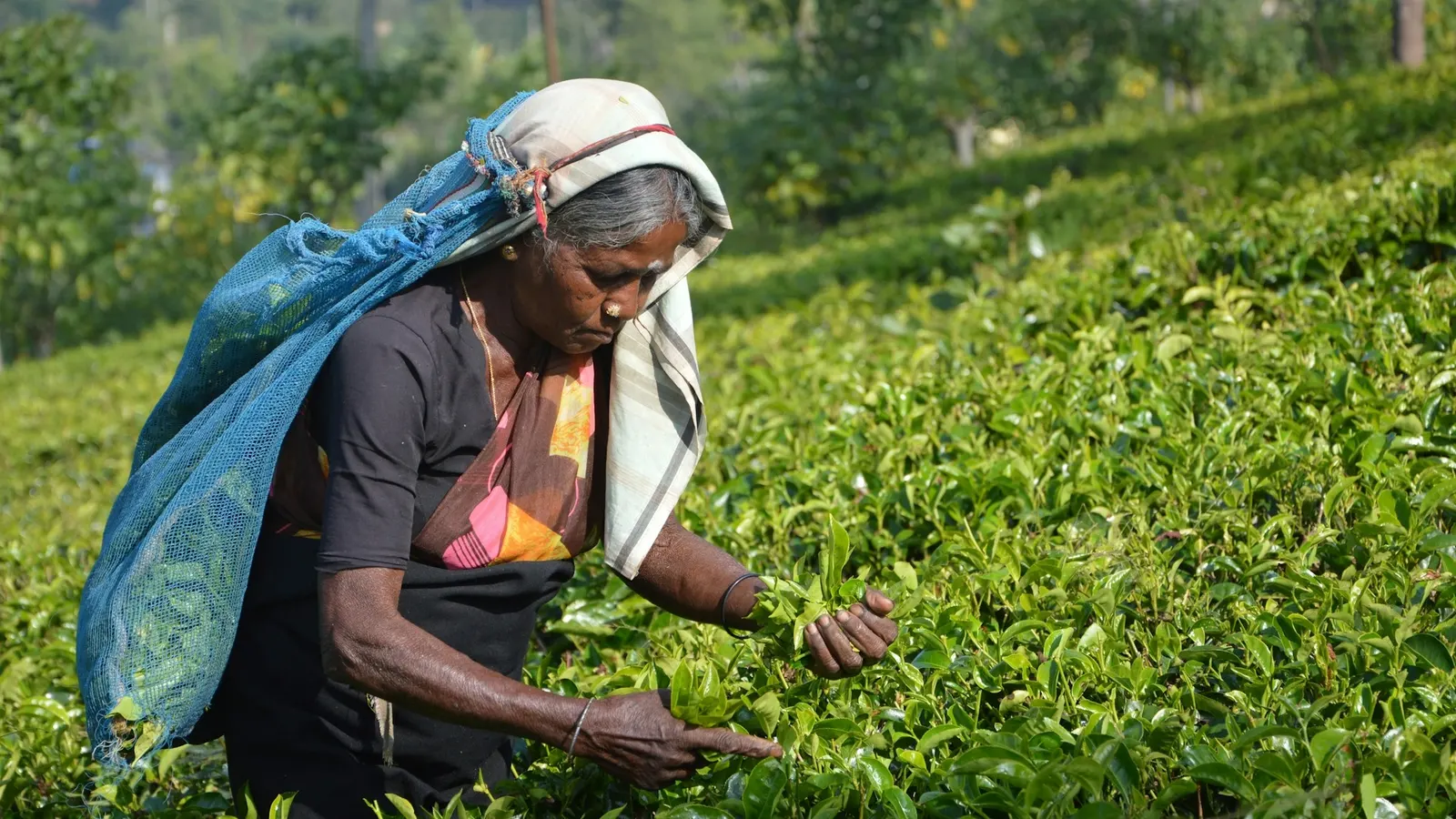 Culinary & Local Life Trail - spice gardens, tea tasting and village kitchens