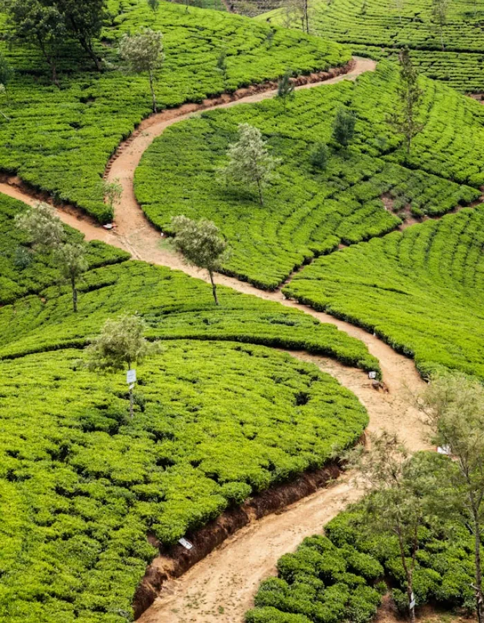Tea plantations and highlands of Nuwara Eliya