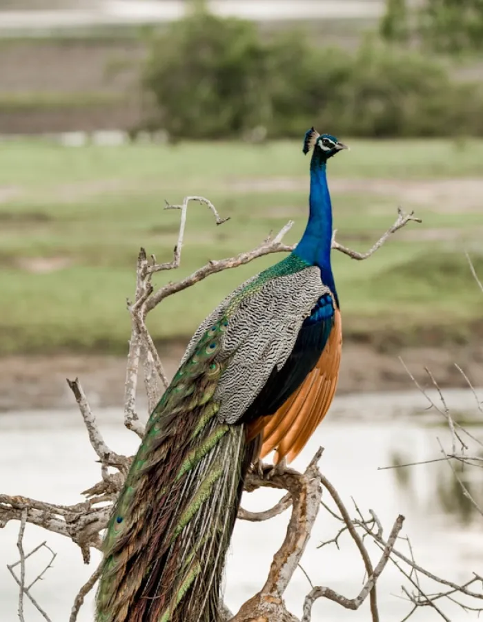 Ravana Falls and Yala National Park safari