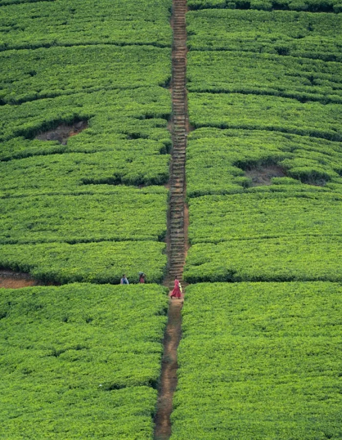 Tea plantation in Nuwara Eliya